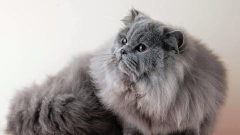 ベカシの鶏肉麺売り、ペルシャ猫を連れ去った動画が拡散―謝罪