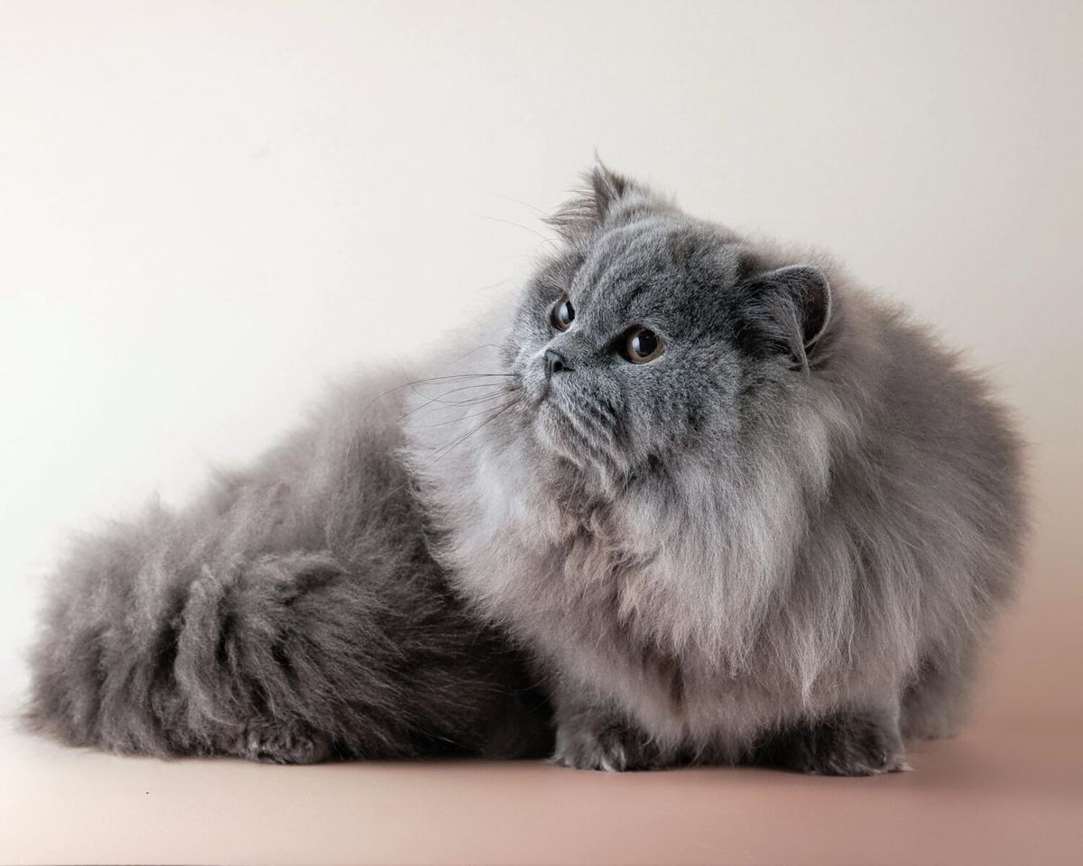 走红网络因抱走波斯猫,勿加泗鸡肉面摊贩公开道歉