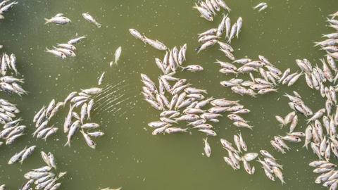 Retiran 700 kg de peces limpiafondos muertos del río Bekasi