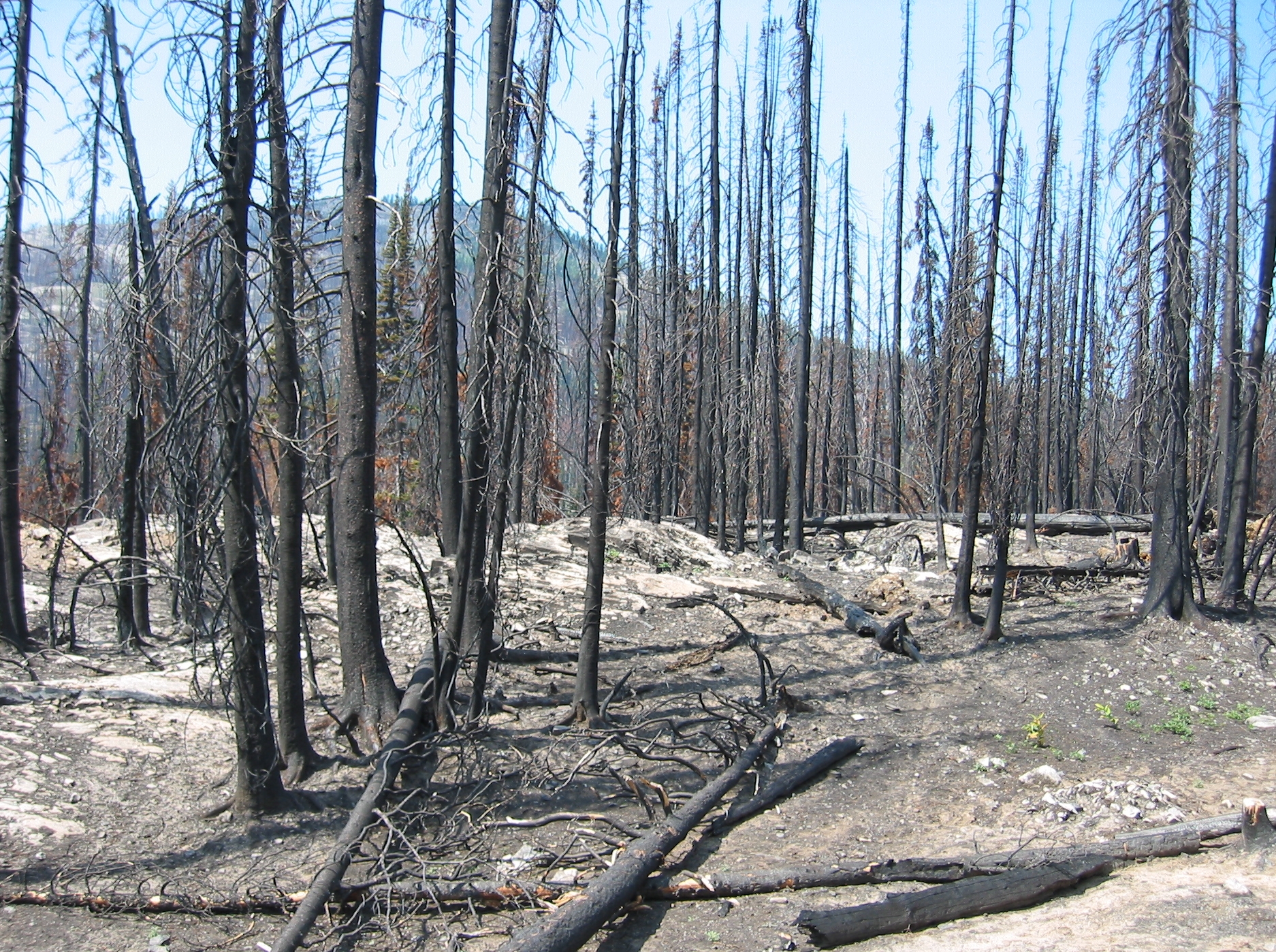 Daniel Johan: Replant Burned Forests with Hardwoods, Not Palm Oil