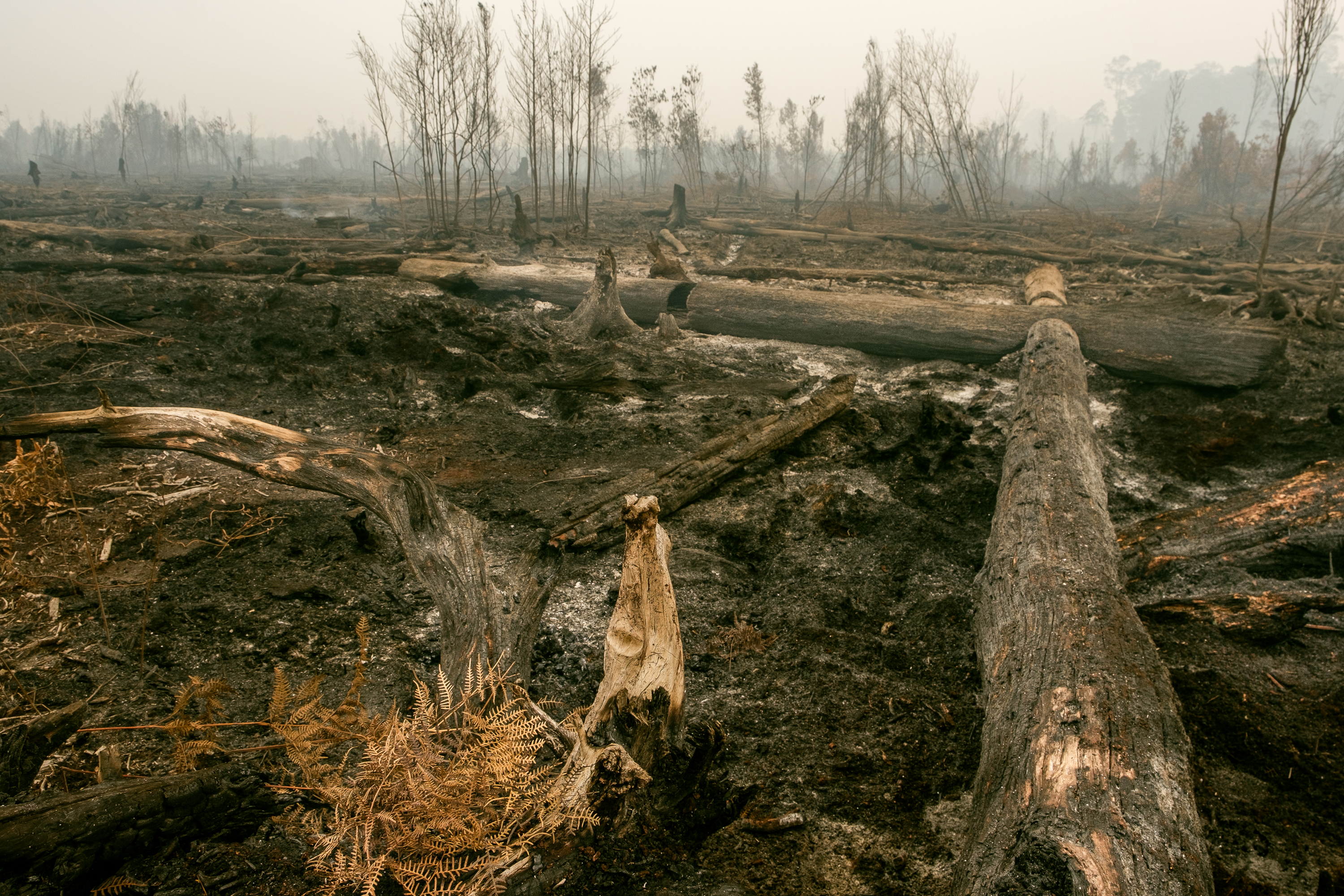 Daniel Johan: Hutan Bekas Karhutla Ditanami Kayu Keras, Bukan Sawit