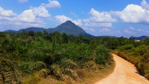Tanah bekas kebakaran hutan dan lahan di Dharmasraya ditanami sawit,…