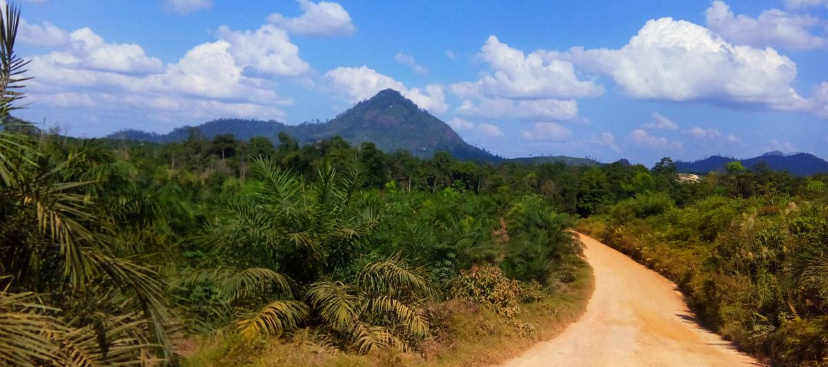 Tanah bekas kebakaran hutan dan lahan di Dharmasraya ditanami sawit,…