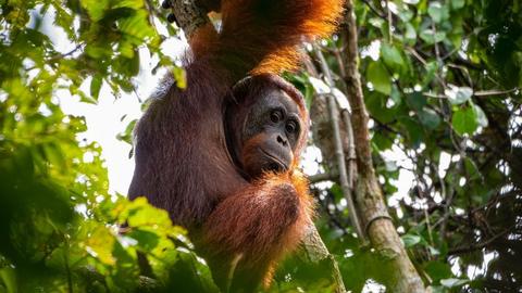 Orang Utan yang Kebingungan di Kawasan Bekas Kebakaran Hutan Kalteng Dievakuasi BKSDA