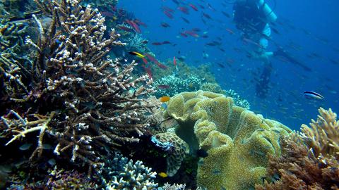 Raja Ampat Papua, Syurga Bawah Laut Terbaik Dunia