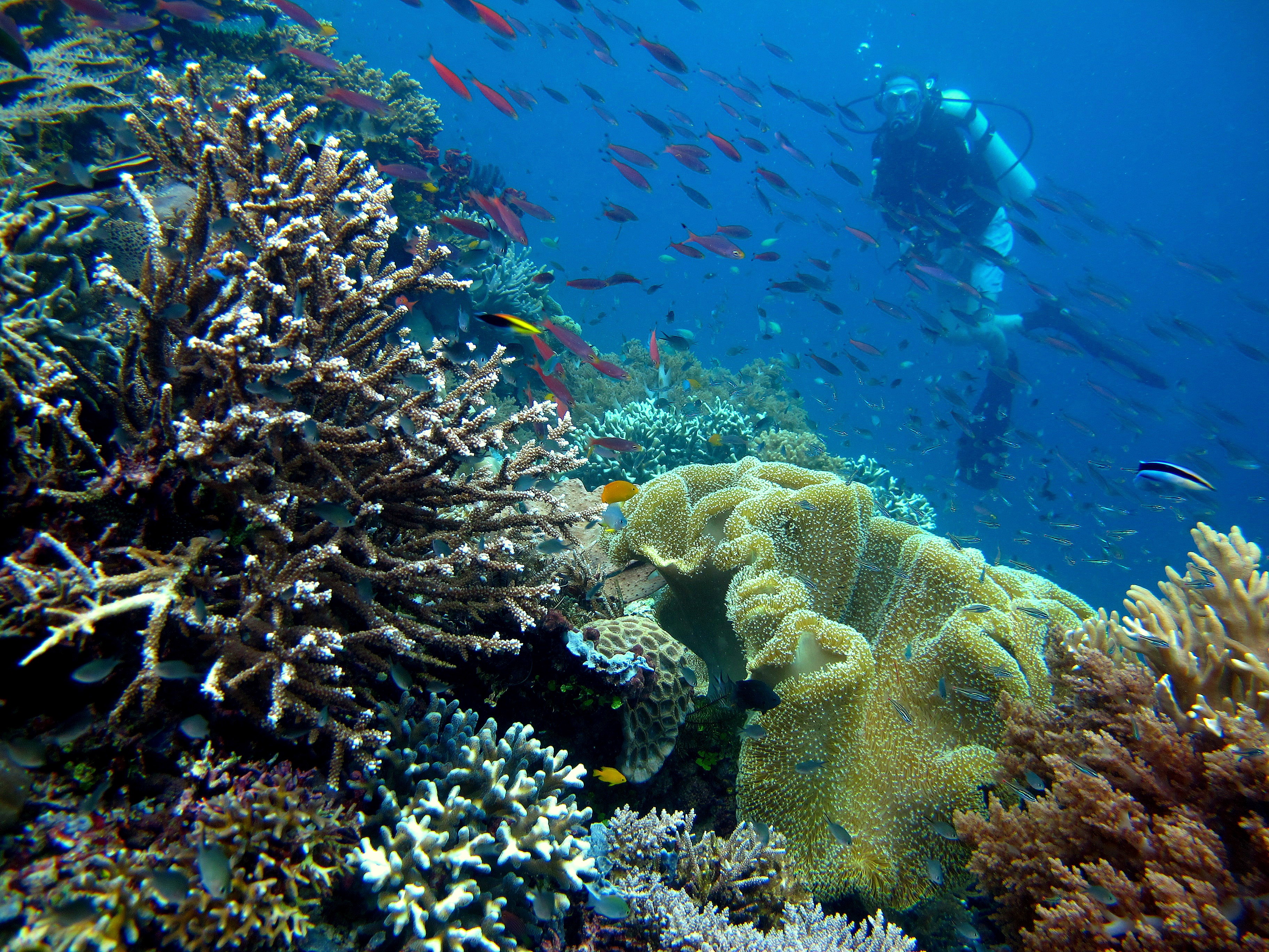 Raja Ampat, Papúa: el mejor paraíso submarino del mundo