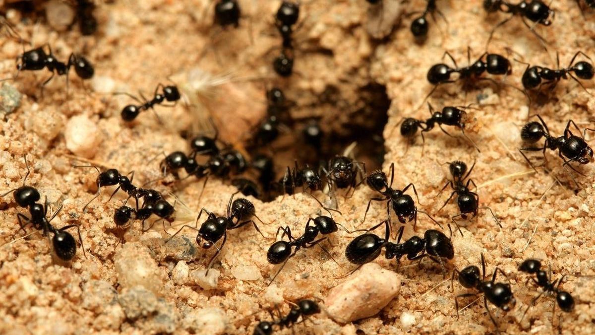 家にいるアリとゴキブリを自然素材で追い払う方法