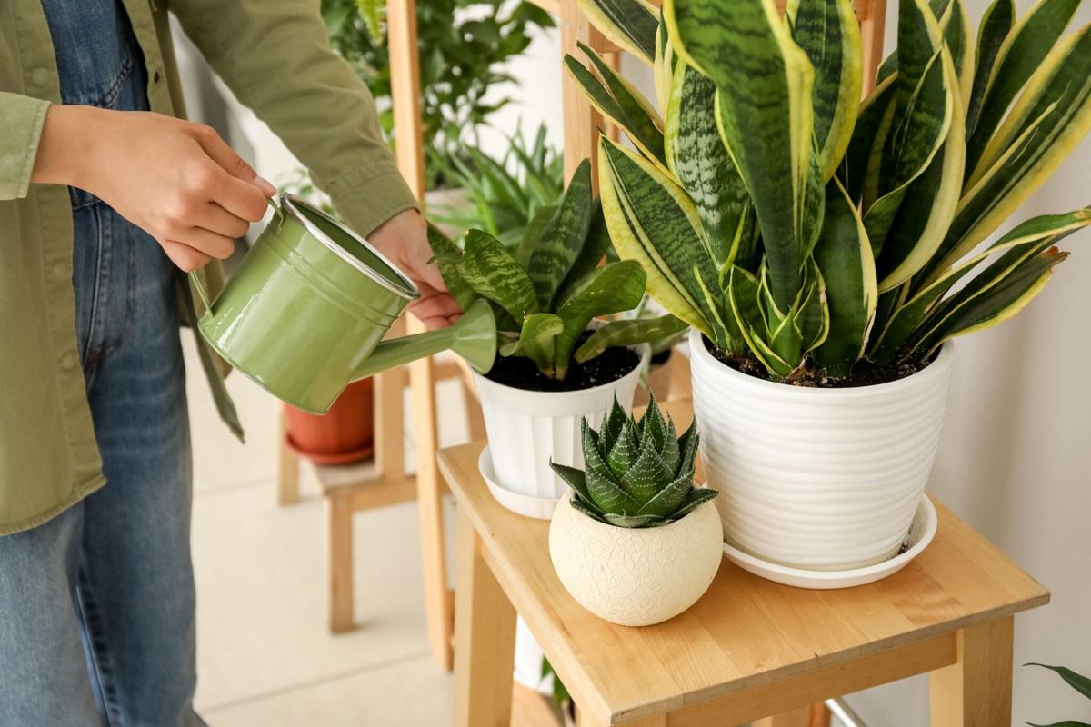 Cómo cuidar las plantas de interior en casa para que estén frondosas…