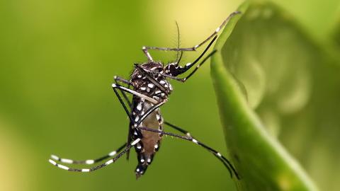 DBD: Conoce los síntomas del dengue y cómo tratarlo