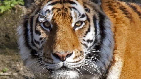 Mort après avoir été attaqué par un tigre : la victime du Yorkshire…