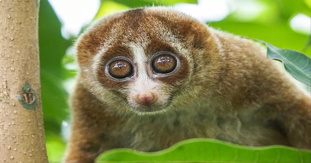 Bangka Slow Loris Thought Extinct, 86 Released into the Wild