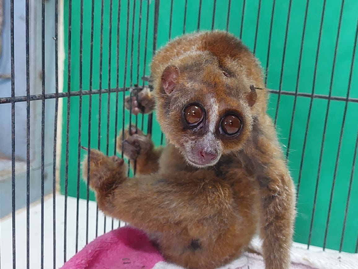 Bangka Slow Loris Thought Extinct, 86 Released into the Wild